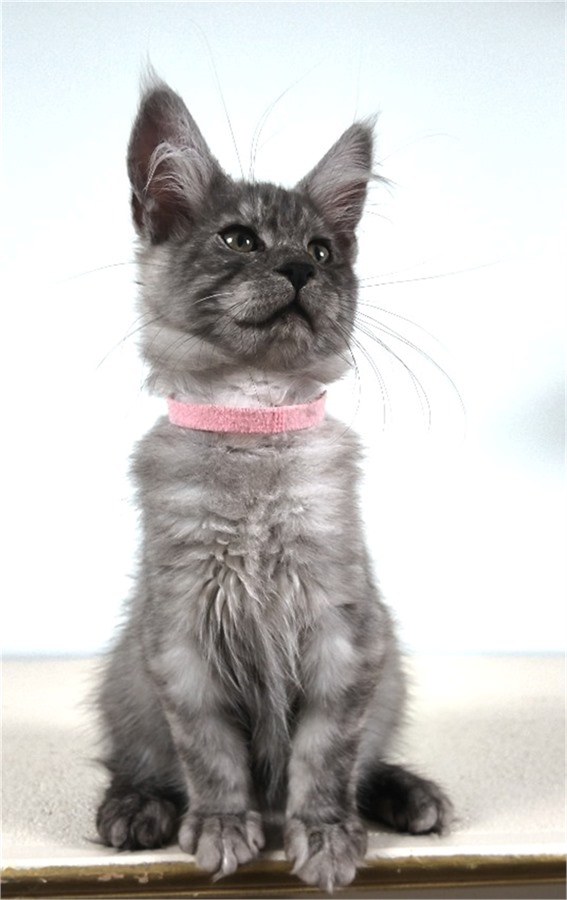 Black Smoke (ns) female Maine Coon kitten