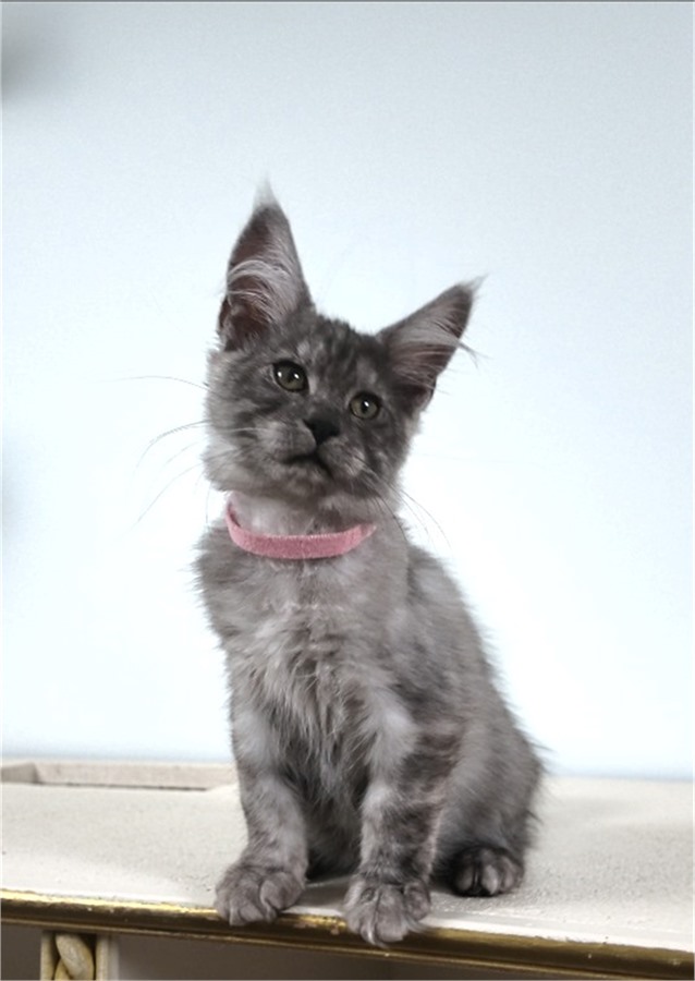 Black Smoke (ns) female Maine Coon kitten