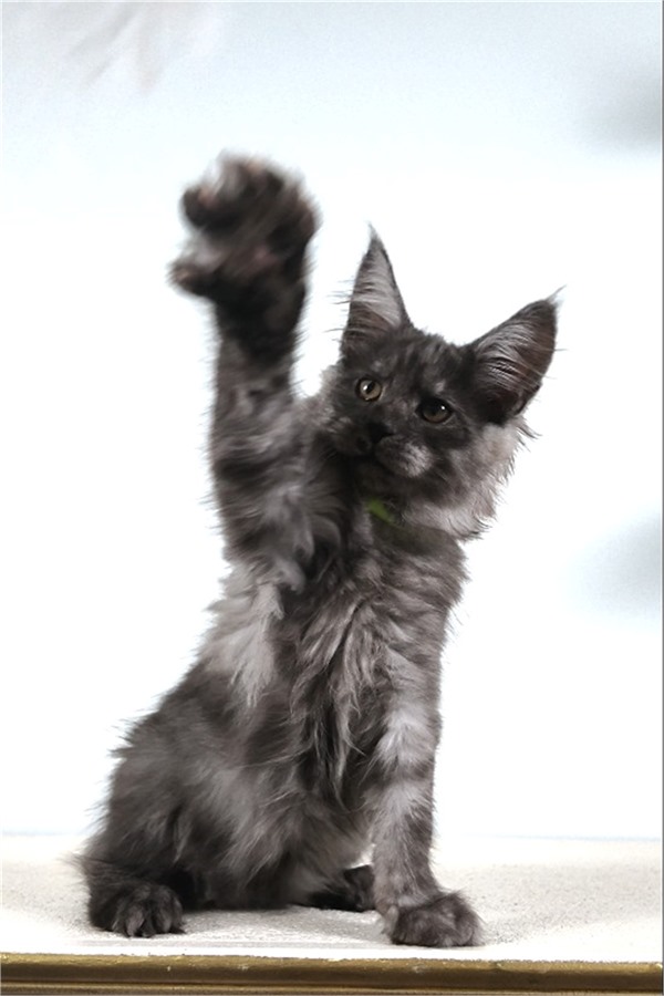 Black Smoke (ns) female Maine Coon kitten