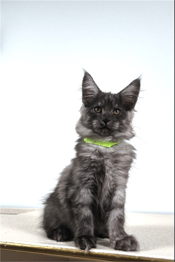 Black Smoke (ns) female Maine Coon kitten