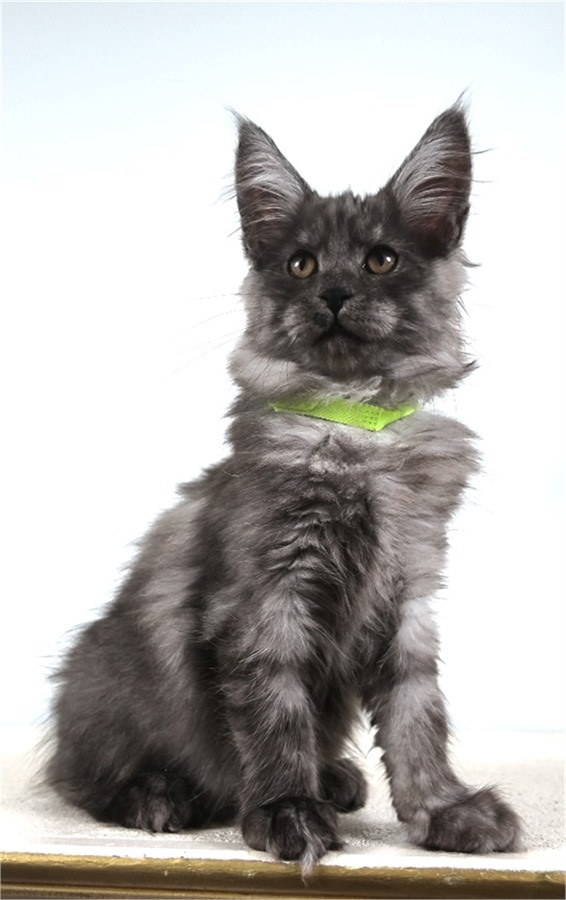 Black Smoke (ns) female Maine Coon kitten