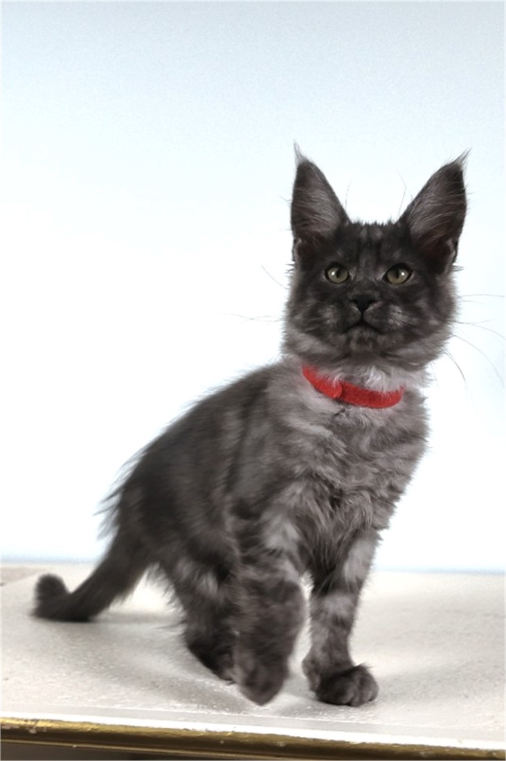 Oreo