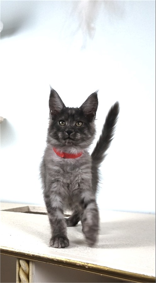 Black Smoke (ns) female Maine Coon kitten