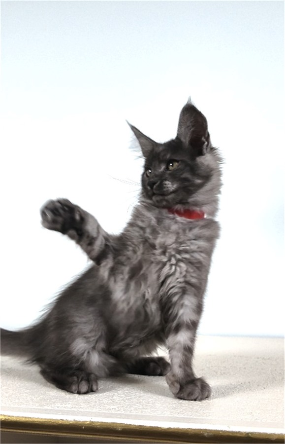 Black Smoke (ns) female Maine Coon kitten