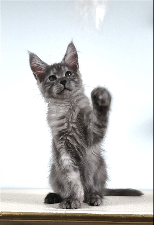 Black Smoke (ns) female Maine Coon kitten