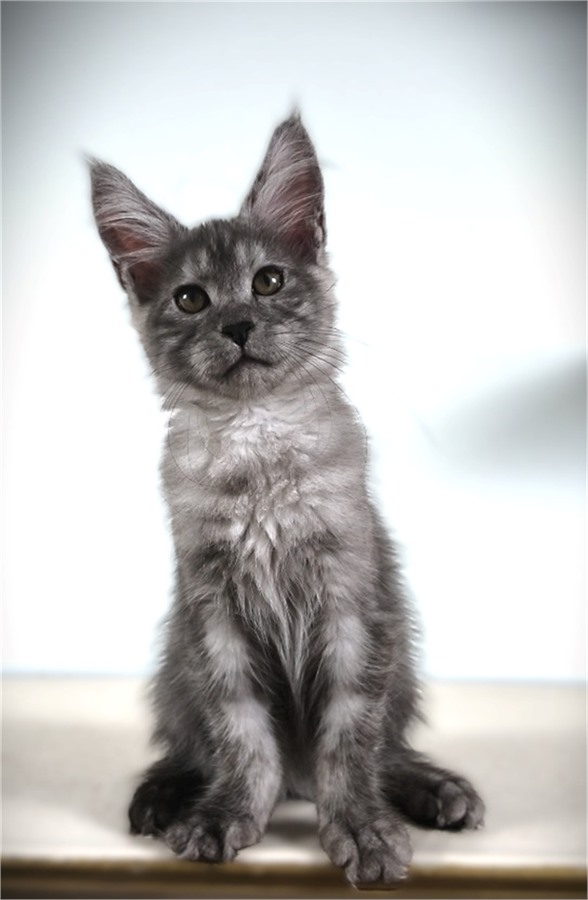 Black Smoke (ns) female Maine Coon kitten