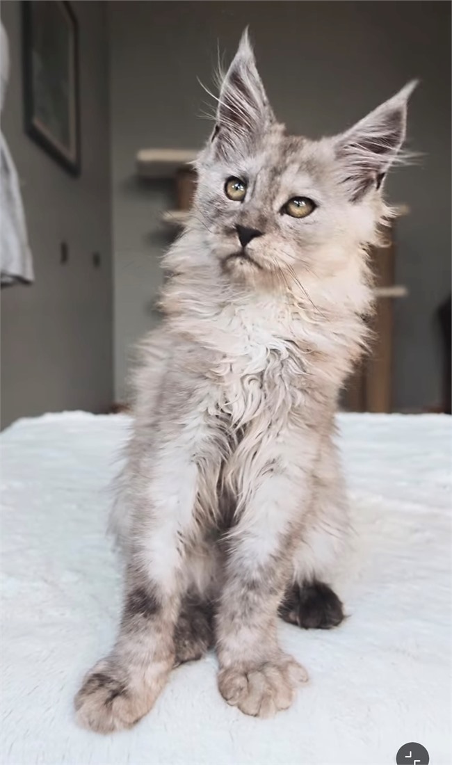 Maya