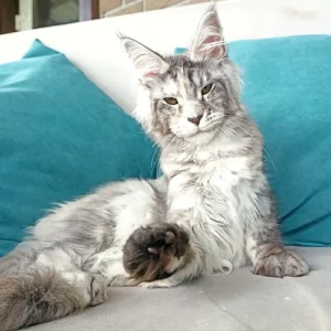 Maine Coon Kittens For Sale Florida