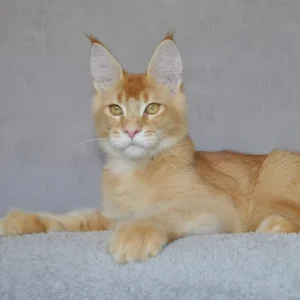 Maine Coons For Adoption